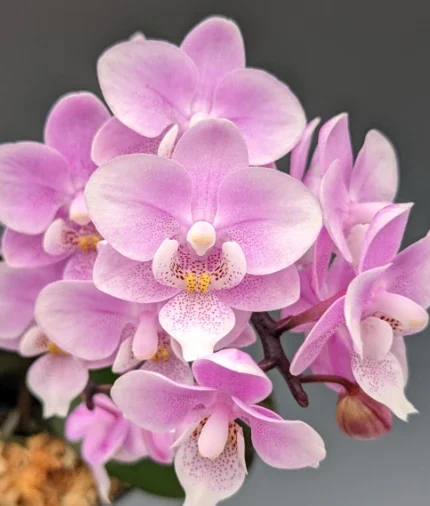 Phal. Jiahos Pink Girl Aroma 5c • Ελληνικές Ορχιδέες • Μοναδικές ορχιδέες με στυλ και αρώματα!