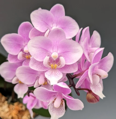 Phal. Jiahos Pink Girl Aroma 5c • Ελληνικές Ορχιδέες • Μοναδικές ορχιδέες με στυλ και αρώματα!