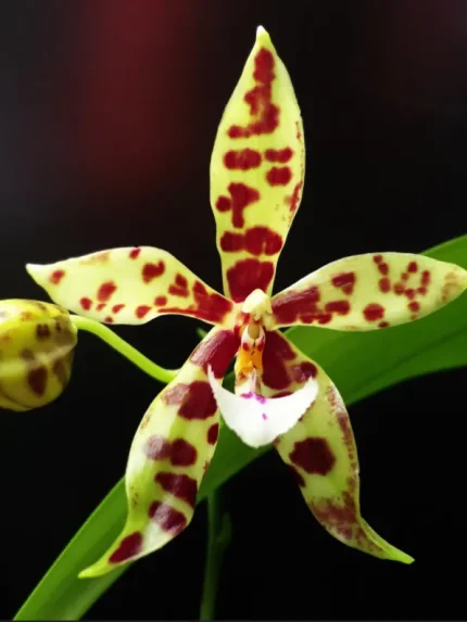 Phal. Micaels Pantheritz • Ελληνικές Ορχιδέες • Μοναδικές ορχιδέες με στυλ και αρώματα!