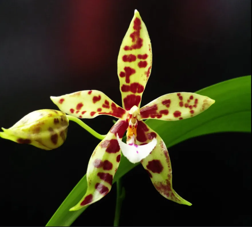 Phal. Micaels Pantheritz • Ελληνικές Ορχιδέες • Μοναδικές ορχιδέες με στυλ και αρώματα!