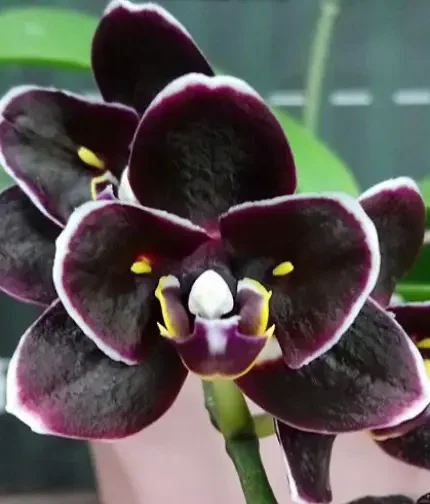 Phal. Miki Little Fox peloric 2 eyes 4cm • Ελληνικές Ορχιδέες • Μοναδικές ορχιδέες με στυλ και αρώματα!