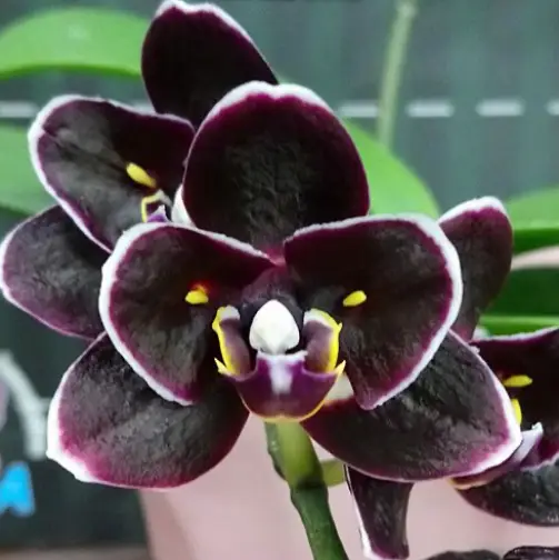Phal. Miki Little Fox peloric 2 eyes 4cm • Ελληνικές Ορχιδέες • Μοναδικές ορχιδέες με στυλ και αρώματα!