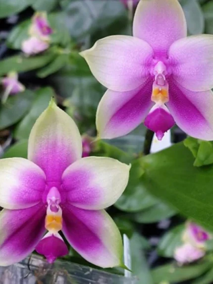 Phal. Samera var. red × sib aroma 3cm • Ελληνικές Ορχιδέες • Μοναδικές ορχιδέες με στυλ και αρώματα!