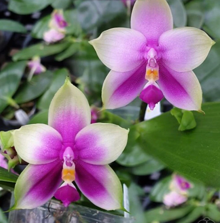 Phal. Samera var. red × sib aroma 3cm • Ελληνικές Ορχιδέες • Μοναδικές ορχιδέες με στυλ και αρώματα!