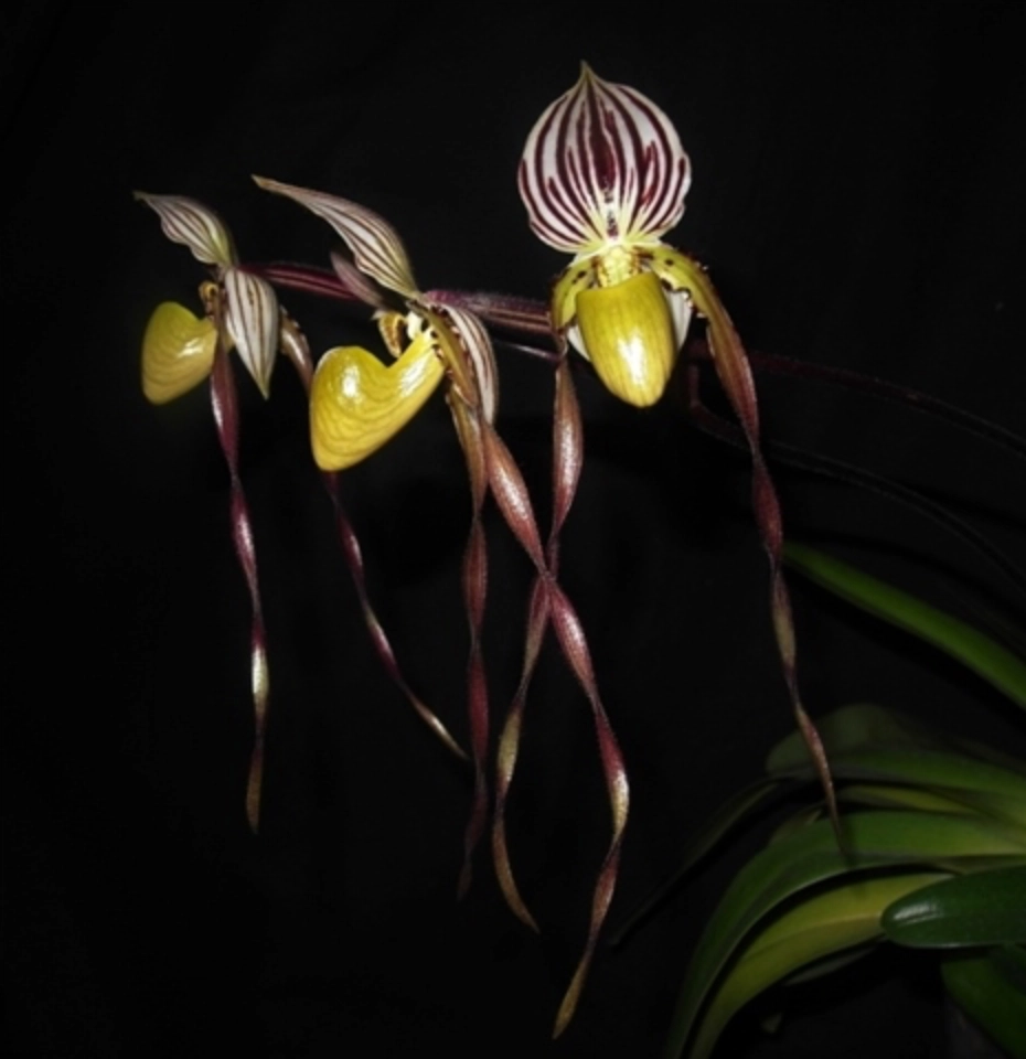 paph. philippinense • Ελληνικές Ορχιδέες • Μοναδικές ορχιδέες με στυλ και αρώματα!