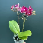 Ορχίδεα Phalaenopsis Mini - Lola