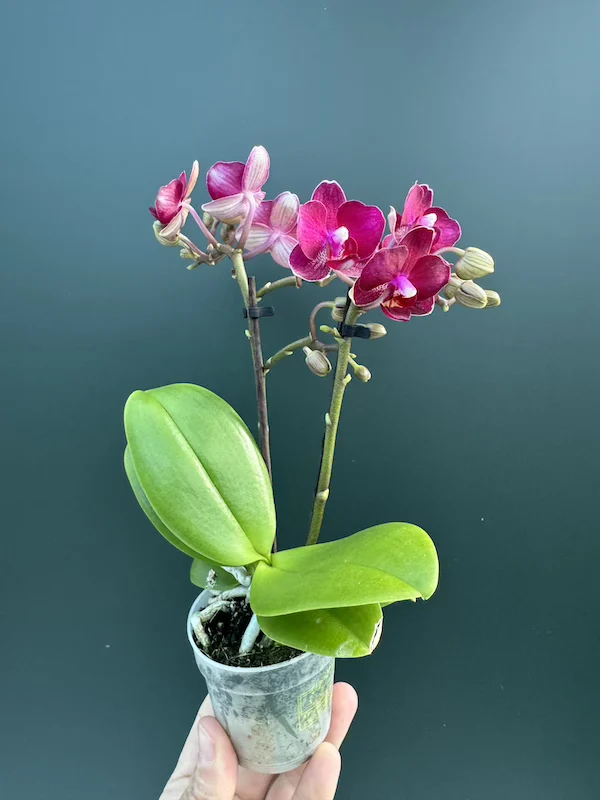 IMG_3357 IMG 3357 • Ελληνικές Ορχιδέες • Μοναδικές ορχιδέες με στυλ και αρώματα!