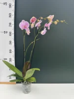 Ορχιδέα Phalaenopsis Pink Big Lip - Image 2