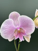 Ορχιδέα Phalaenopsis Pink Big Lip