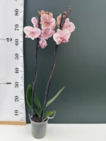 Ορχιδέα Phalaenopsis Autumn Wind - Image 2