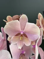 Ορχιδέα Phalaenopsis Autumn Wind