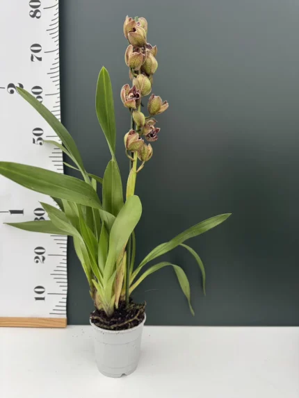 IMG 4565 &bull; Ελληνικές Ορχιδέες &bull; Μοναδικές ορχιδέες με στυλ και αρώματα!