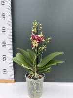 Ορχιδέα Phalaenopsis Circus - Image 2