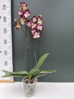 Ορχιδέα Phalaenopsis Champion Daruma - Image 2