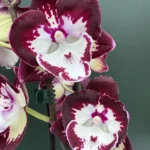 Ορχιδέα Phalaenopsis Champion Daruma