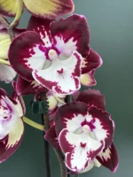 Ορχιδέα Phalaenopsis Champion Daruma