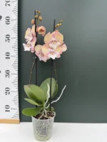 Phalaenopsis - Unicorn - Image 2