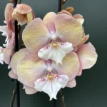 Phalaenopsis - Unicorn