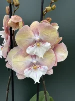 Phalaenopsis - Unicorn