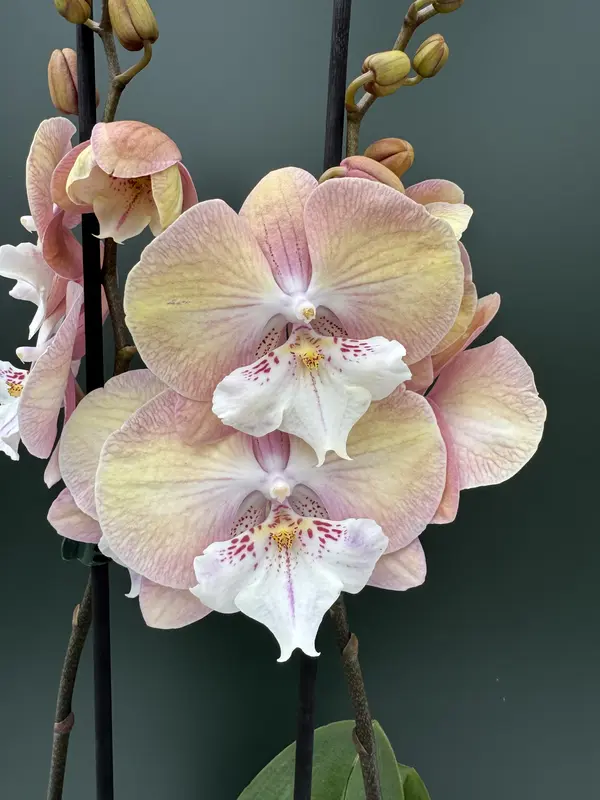 IMG_4807 Phalaenopsis - Unicorn - Image 1
