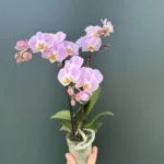 Ορχιδέα Phalaenopsis Mini Pink