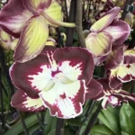 Ορχιδέα Phalaenopsis Champion Daruma