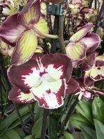 Ορχιδέα Phalaenopsis Champion Daruma