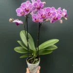 Ορχιδέα Phalaenopsis Mini Pink