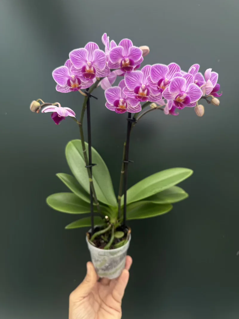 IMG_7633 Ορχιδέα Phalaenopsis Mini Pink - Image 1