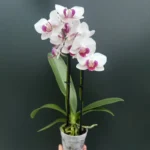 Ορχιδέα Phalaenopsis Mini -  Alice