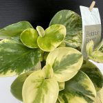 “Πεπερόμια” Peperomia obtusifolia Variegated