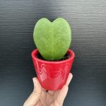 Hoya kerrii + red pot