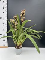 Oρχιδέα Cymbidium Magic Vogel 3st - Image 2