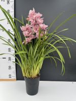 Ορχιδέα Cymbidium Pink Star - Image 2