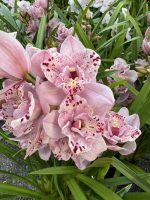 Ορχιδέα Cymbidium Pink Star