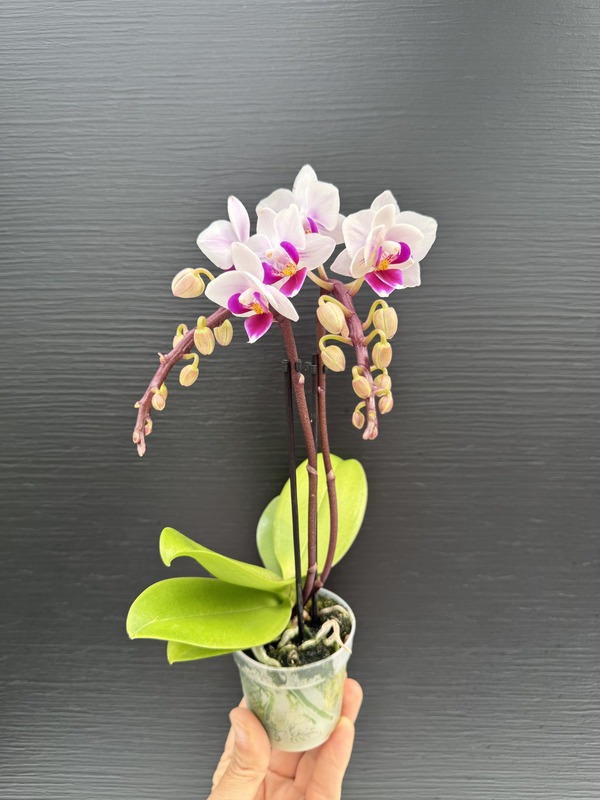 IMG_9965 Ορχιδέα Phalaenopsis Mini - Alice - Image 1
