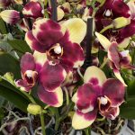 Ορχιδέα Phalaenopsis Circus