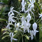 Neofinetia falcata var. alba