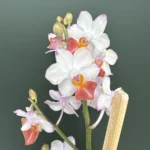 Phalaenopsis - Liu's Triprince