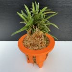 Orchid Neofinetia falcata var. alba