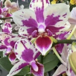 Phalaenopsis - 'I-Hsin Agra'