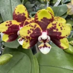 Phalaenopsis - Chiada Monica