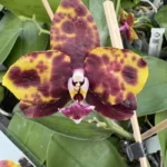 Phalaenopsis - Allura Voodoo