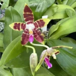 Phalaenopsis - Ambo Tetralacea