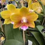Phalaenopsis - Caribbean Sun