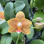 Phalaenopsis - KS Pride