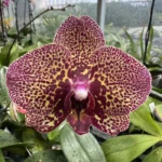 Phalaenopsis - 'I-Hshin Yellow Leopard'