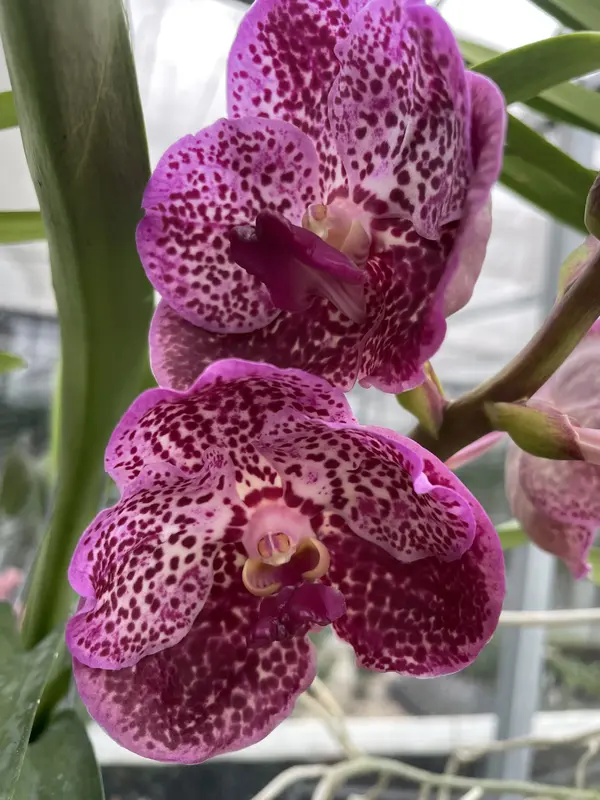 IMG_2463 IMG 2463 • Ελληνικές Ορχιδέες • Μοναδικές ορχιδέες με στυλ και αρώματα!