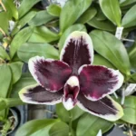 Phalaenopsis - Bright Peacock