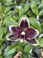 Phalaenopsis - Bright Peacock